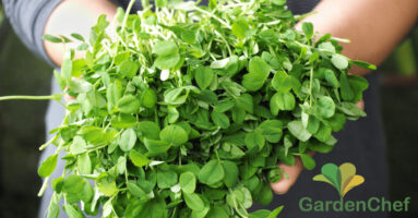 Herbs grown in a Carter-Hoffmann GradenChef growing cabinet