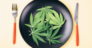 cannabis leaves on dinner plate